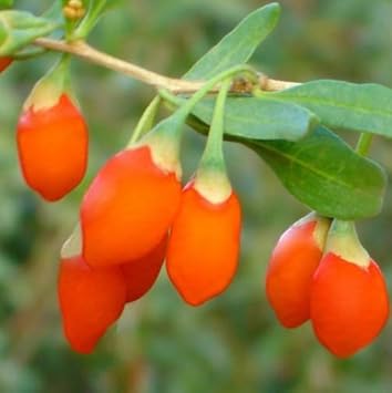 Goji Berry Lycium barbarum orange variety seeds for planting in home garden